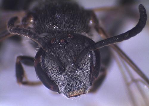 Lasioglossum bimaculatum
